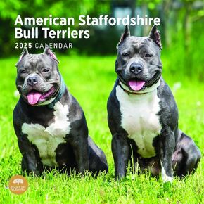 Bright Day Calendars 2025 American Staffordshire Bull Terriers Monthly Wall Calendar - Cute Dog Breed Gift (12 x 12 Inch) in Kuwait