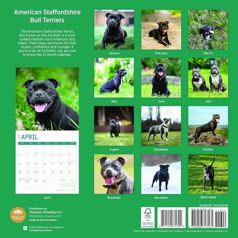 Bright Day Calendars 2025 American Staffordshire Bull Terriers Monthly Wall Calendar - Cute Dog Breed Gift (12 x 12 Inch) in Saudi Arabia