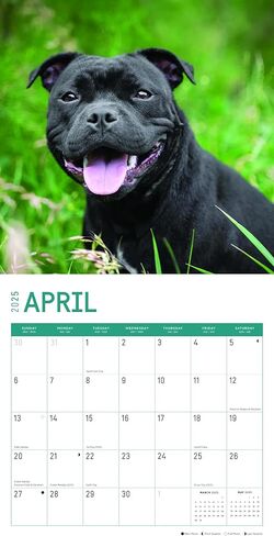 Bright Day Calendars 2025 American Staffordshire Bull Terriers Monthly Wall Calendar - Cute Dog Breed Gift (12 x 12 Inch) in Saudi Arabia