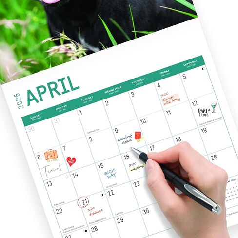 Bright Day Calendars 2025 American Staffordshire Bull Terriers Monthly Wall Calendar - Cute Dog Breed Gift (12 x 12 Inch) in Saudi Arabia