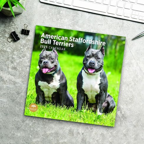 Bright Day Calendars 2025 American Staffordshire Bull Terriers Monthly Wall Calendar - Cute Dog Breed Gift (12 x 12 Inch) in Saudi Arabia