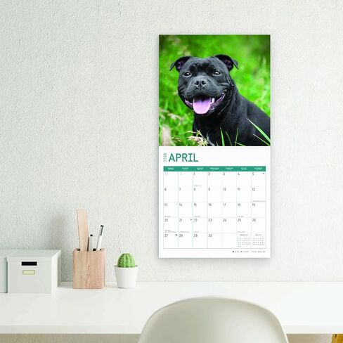 Bright Day Calendars 2025 American Staffordshire Bull Terriers Monthly Wall Calendar - Cute Dog Breed Gift (12 x 12 Inch) in Saudi Arabia