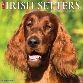 Willow Creek Press Irish Setters Monthly 2025 Wall Calendar (12" x 12")