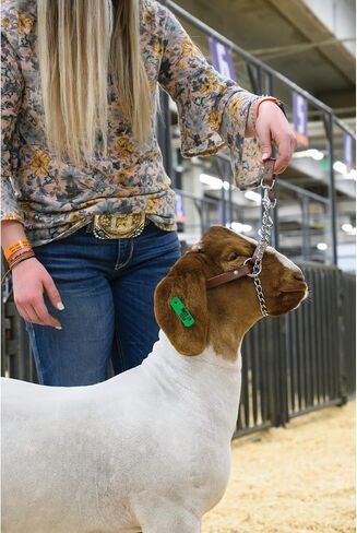 Weaver Leather Total Control Goat Halter, Brown in Saudi Arabia