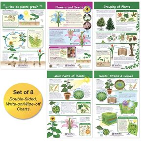 NewPath Learning-94-3501 All About Plants Bulletin Board Charts, Set of 5