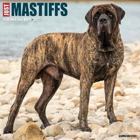 Willow Creek Press Mastiffs Monthly 2025 Wall Calendar (12" x 12")