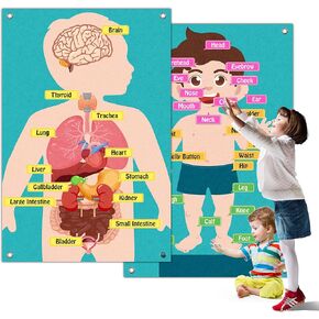 Human Body Model for Kids - Body Parts Toys, Poster & Felt Board Cognitive Toy for Wall Play, Daycare Supplies & Teacher