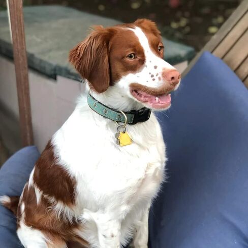 UP Country Bee Dog Collar ، Small (9 " - 15") ، عرض ضيقة 5/8 " in Kuwait