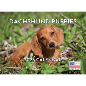 Dachshund Puppy Calendar 2025 Monthly Wall Calender 12 Month | American Made In The USA