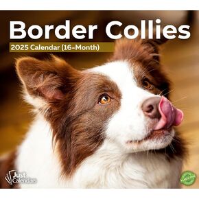 2025 Border Collies Deluxe Wall Dog Breed Calendar | Cute Puppies | 12"" x 13.3"" | Plastic Free | 16-Month | Plastic Free | Home & Office Organizer | Monthly View | Major Holidays
