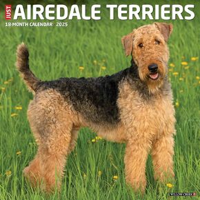 Willow Creek Press Airedale Terriers Monthly 2025 Wall Calendar (12" x 12")