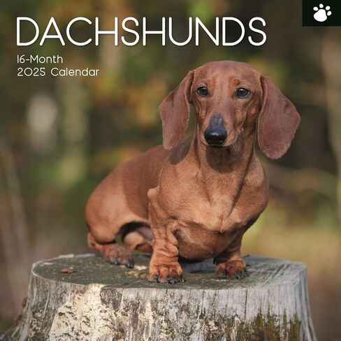 تقويم الجدار الموهوب 2025 المربع ، dachshund ، يطبع بوب مدته 16 شهرًا مع 180 ملصق تذكير ، مخطط شهر للمنزل ، أو المساحات الإبداعية ، 12x12 في in Kuwait