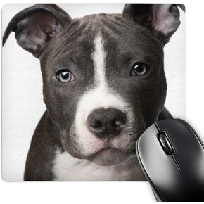 3dRose LLC 8 x 8 x 0.25 Inches Mouse Pad, American Pit Bull Terrier Puppy (mp_4240_1)