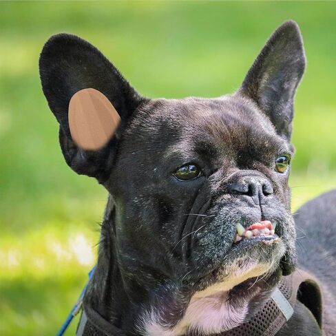 VANZACK DOG EAR STAND STANCER TOUR TOUND DOG DOG CORCENTION SELTICAL COLD DOG DOG COOV in Kuwait