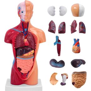 11 Inch Small Human Body Model for Anatomy Study - 15 Detachable Parts Educational Torso with Internal Organs, DIY Assembly Anatomy Model for Students, Teachers, and Medical Healthcare Professionals