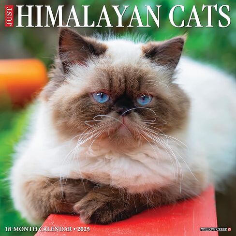 Himalayan Cats 2025 12 "× 12" in Kuwait