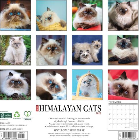 Himalayan Cats 2025 12 "× 12" in Kuwait