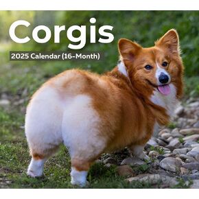 2025 Corgis Deluxe Wall Dog Breed Calendar | Cute Puppies | 12"" x 13.3"" | Plastic Free | 16-Month | Plastic Free | Home & Office Organizer | Monthly View | Major Holidays