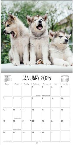 TURNER PHOTOGRAPHIC Playful Puppies 12x12 Photo Wall Calendar (25998940045) in Kuwait