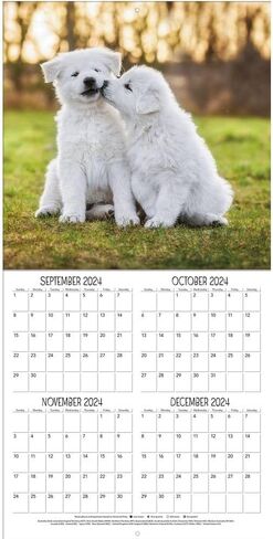 TURNER PHOTOGRAPHIC Playful Puppies 12x12 Photo Wall Calendar (25998940045) in Kuwait