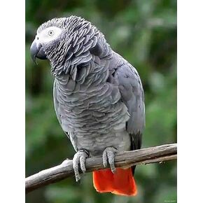 PUAGEMTI Diamond Art Painting African Grey Parrot DIY by Number Full Crystal Cross Stitch Craft Wall Decor Home Gift 12x16 inch