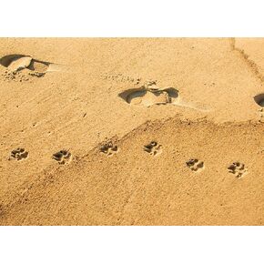 From Your First Hello Pet Loss Bereavement Sympathy Card with Greeting Card Envelope