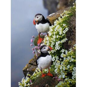 IPISSOI 5D Diamond Painting Kit Puffin Birds DIY Art Craft for Home Wall Decor Birthday Gift 12x16 inch