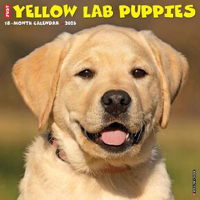 Willow Creek Press Yellow Lab Puppies Monthly 2025 Wall Calendar (12" x 12")
