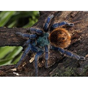 IPISSOI DIY Diamond Art Painting Tarantula Mosaic Cross Stitch Crafts Kit Wall Decor Home Gift 12x16 inch