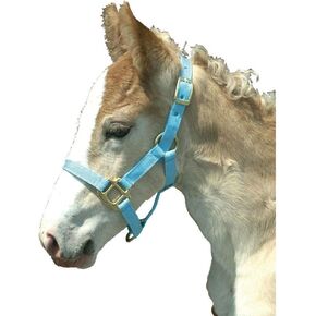 Foal Halter