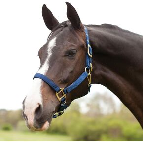 Hamilton 1-Inch Nylon Halter with Adjustable Chin, Navy Blue - Average Size