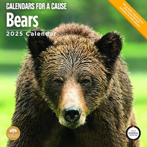 Bright Day Calendars 2025 Bears Monthly Wall Calendar (12 x 12 Inch)