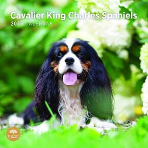 Bright Day Calendars 2025 Cavalier King Charles Spaniels Monthly Wall Calendar - Cute Dog Breed Gift (12 x 12 Inch) in Kuwait