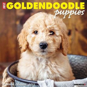 Willow Creek Press Goldendoodle Puppies Monthly 2025 Wall Calendar (12" x 12")