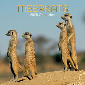 2025 Square Wall Calendar, Meerkats, 16-Month Animals Theme with 180 Reminder Stickers (12 x 12 In)