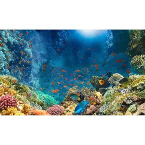 Under The Sea Aquarium Background Colourful Corals Reefs Underwater Marine Views Fish Tank Background Ocean Lives Landscape Terrarium Background Tropical Fishes Aquarium Backdrop Decors 24x16in