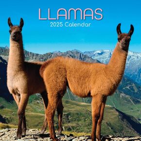 The Gifted Stationary 2025 Square Wall Calendar, Llamas, 16-Month Animals Theme Hanging Calendar with 180 Reminder Stickers, Month Planner for Home, Creative Spaces, 12x12 In