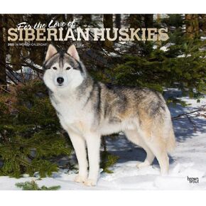 BrownTrout, Siberian Huskies Deluxe 2025 Wall Calendar
