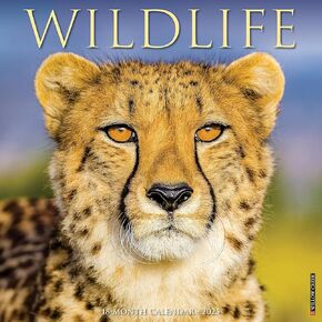 Willow Creek Press Wildlife Monthly 2025 Wall Calendar (12" x 12")
