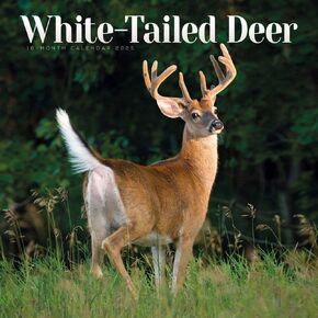 Carousel Calendars, White Tailed Deer 2025 Wall Calendar