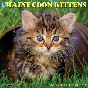 Willow Creek Press Maine Coon Kittens Monthly 2025 Wall Calendar (12" x 12")