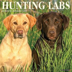 Willow Creek Press Hunting Labs Monthly 2025 Wall Calendar (12" x 12")