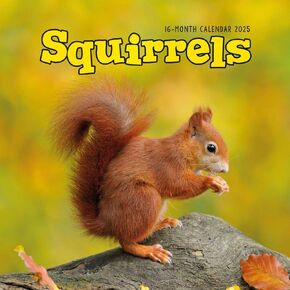 Carousel Calendars, Squirrels 2025 Wall Calendar