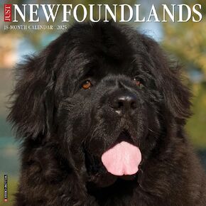 Willow Creek Press Newfoundlands Monthly 2025 Wall Calendar (12" x 12")