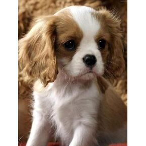 Full Drill Diamond Painting Kits Cavalier King Charles Spaniel Dog 5D DIY Diamond Art Kits for Adults with Round Diamonds and Gems for Home Wall Decor Gifts 12x16 Inch