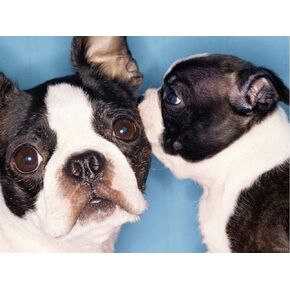 YEEIFFD 5D Diamond Painting Kits for Adults & Kids Two Cute Boston Terrier Dog Round Diamond Kit Cross Stitch Crafts Art for Home Wall Decor Living Room Rhinestone Embroidery Gifts 12x16 in
