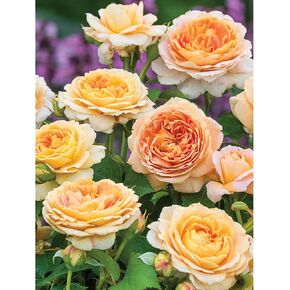 Bits and Pieces - 300 Piece Jigsaw Puzzle for Adults - 18" x 24" - Grandiflora Rose - 300 pc Large Piece Yellow Orange Spring Flowers Jigsaw