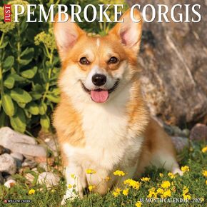 Willow Creek Press Pembroke Corgis Monthly 2025 Wall Calendar (12" x 12")