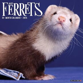 Willow Creek Press Ferrets Monthly 2025 Wall Calendar (12" x 12")
