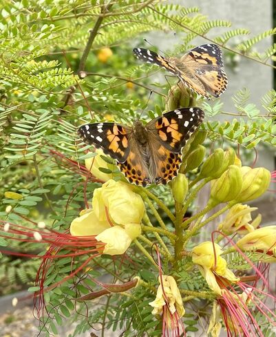 Insect Lore Butterfly Garden | As Seen On TV | 10 Live Baby Caterpillars, Habitat, Journal, Life Cycle Figurines, Seeds, Stickers, Feeder, Chrys-A-Lid Logs | Raise and Release Painted Lady Butterflies in Saudi Arabia